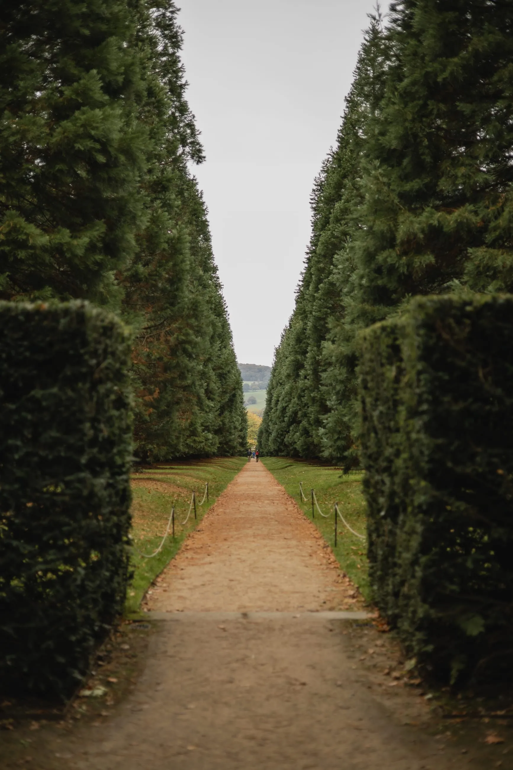 Long straight path between tall yew hedges