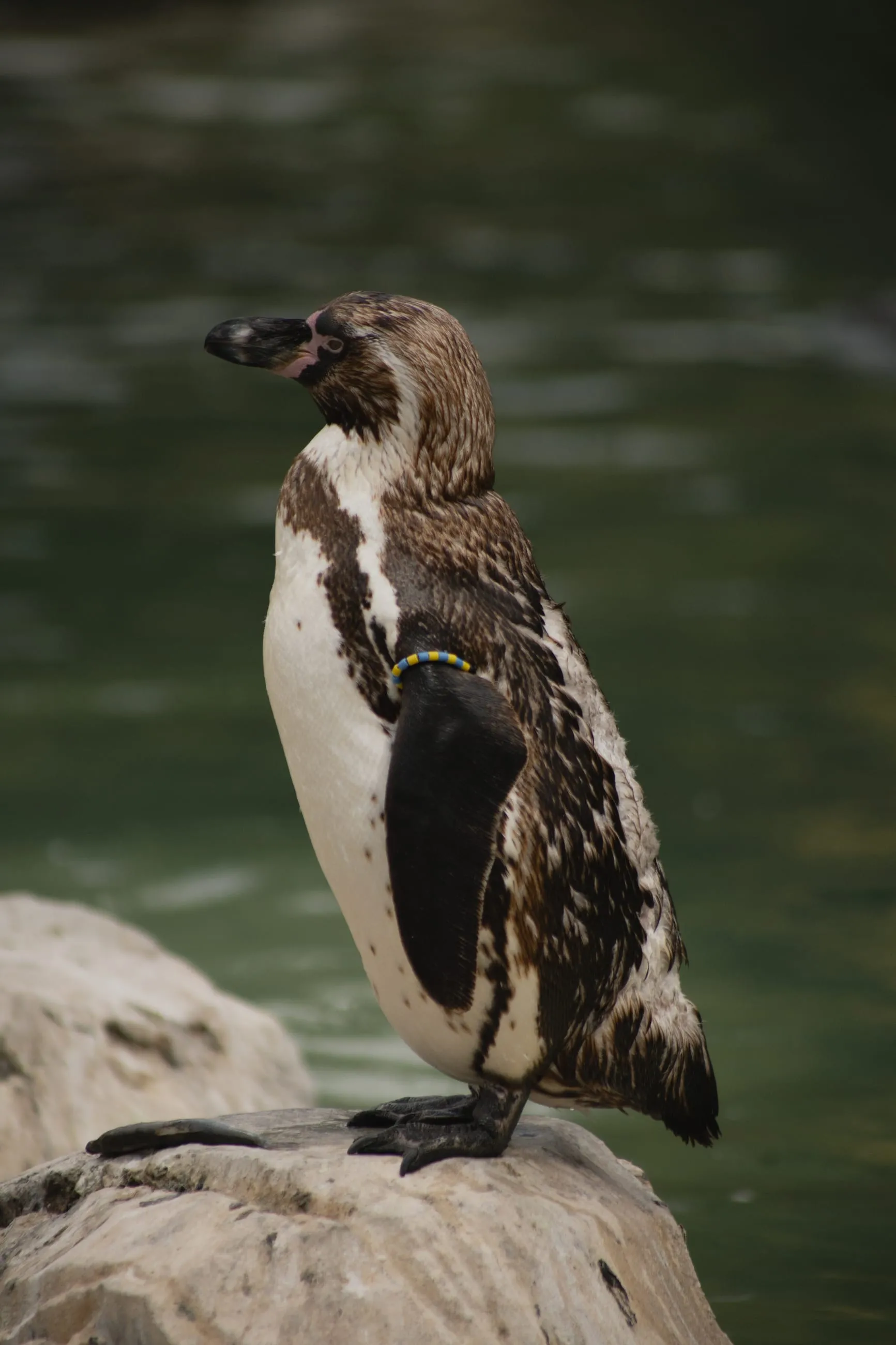 Humboldt penguin standing on a rock by water