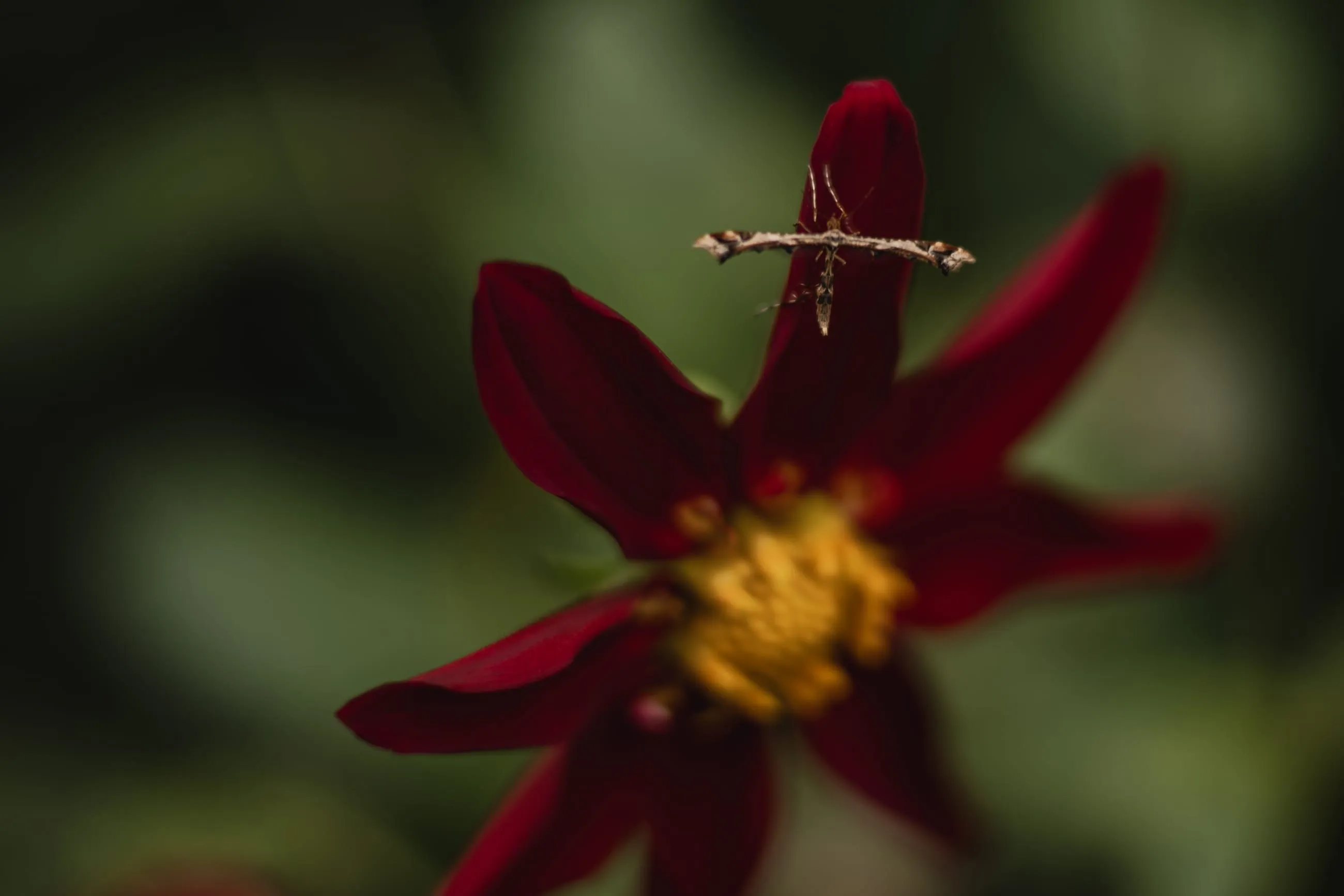 Dark red dahlia with a twig caught on it