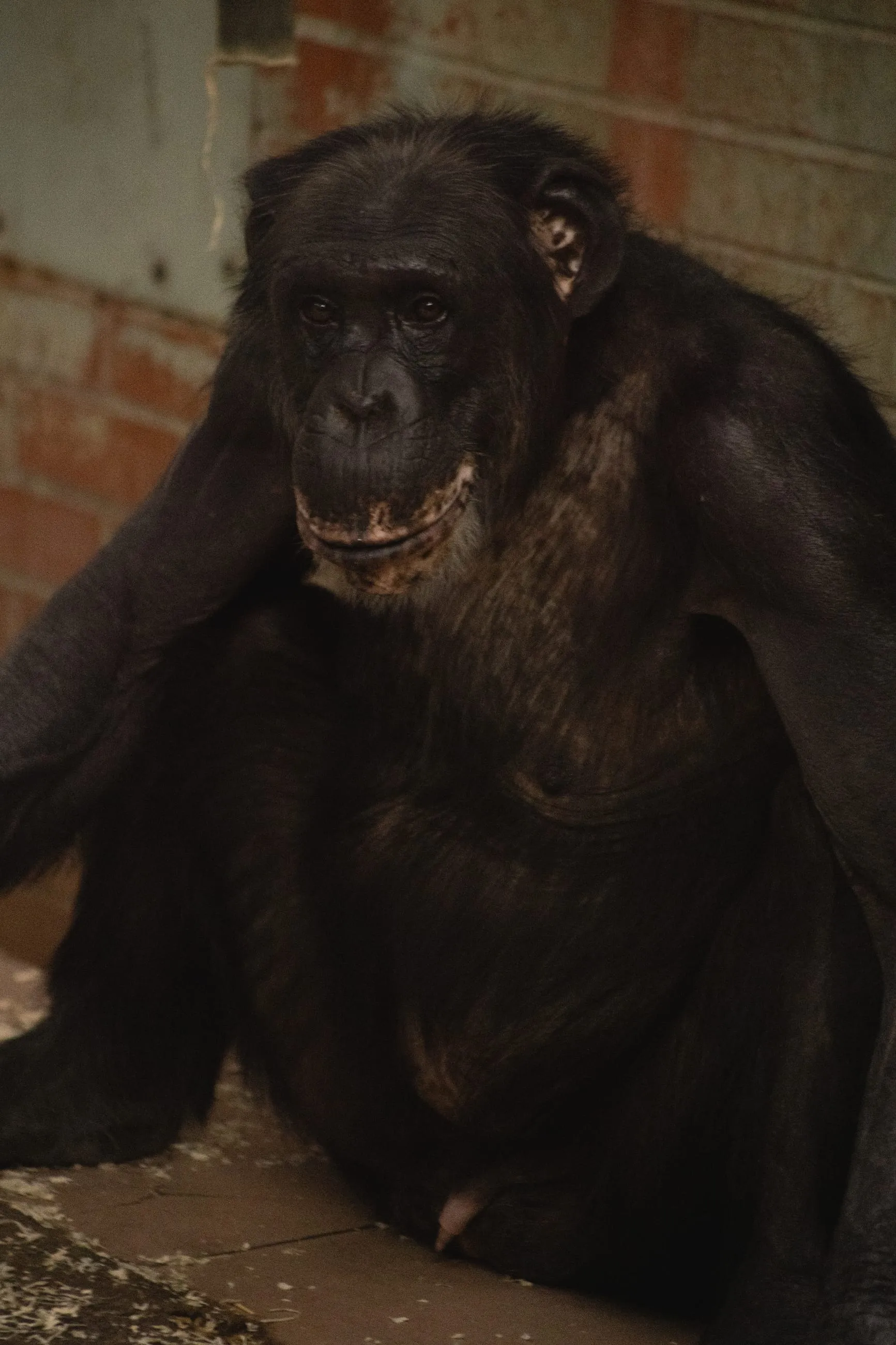 Older chimpanzee sitting in shade, looking at camera