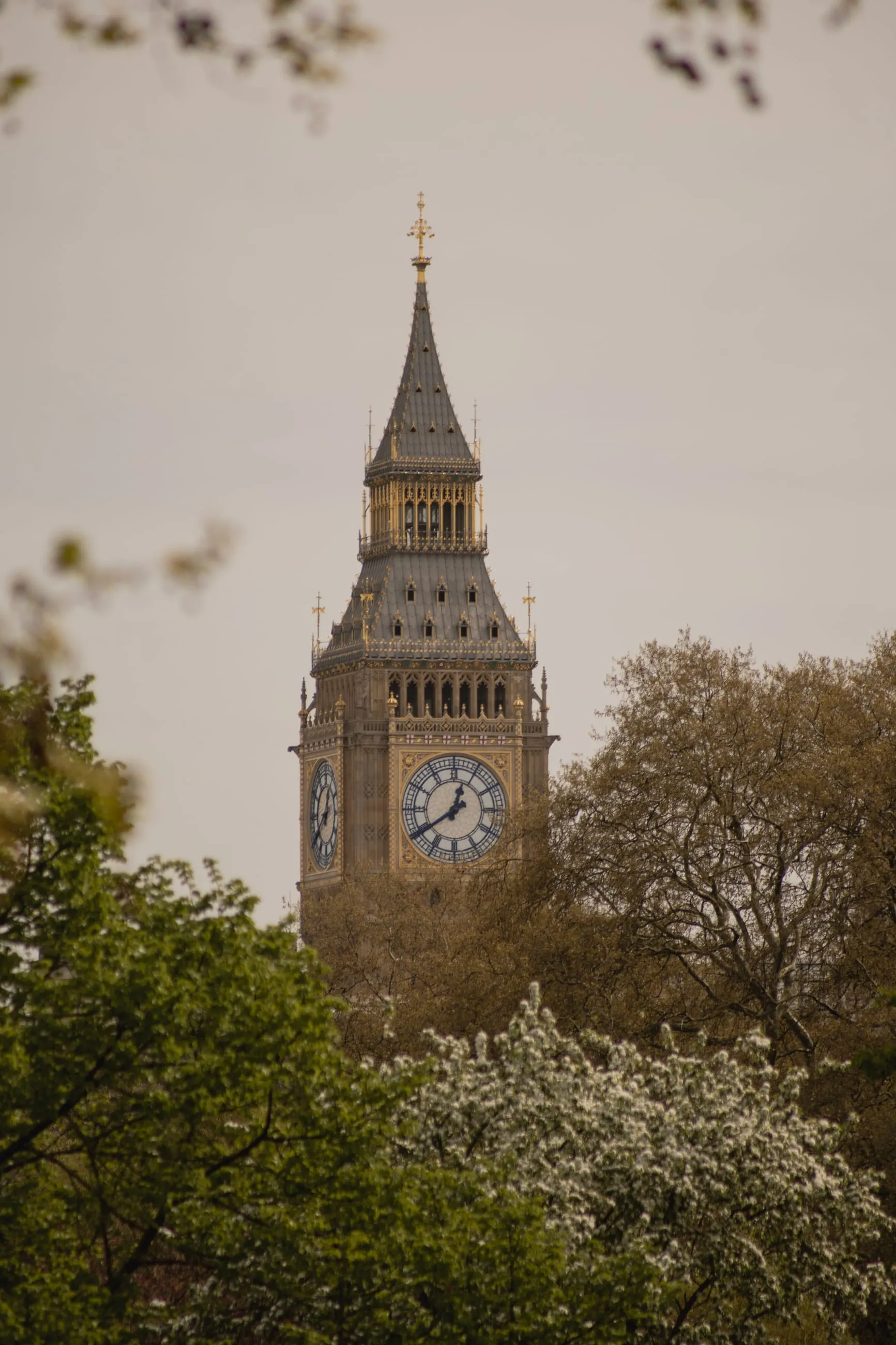Big Ben clock tower above spring trees