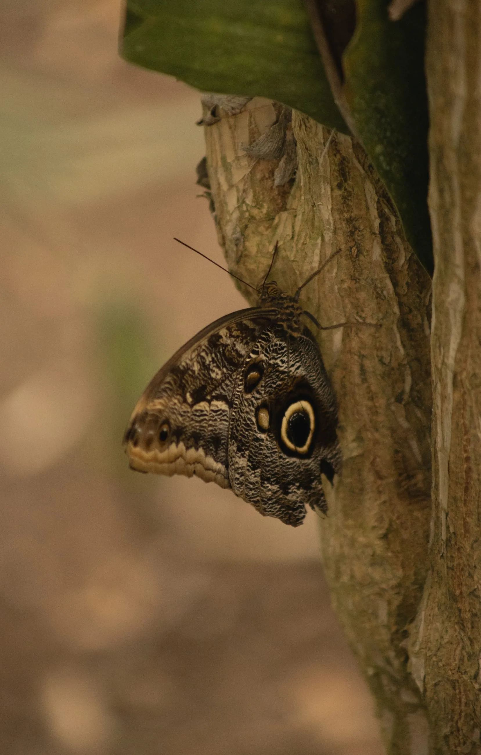 Owl butterfly resting on bark, eyespot showing
