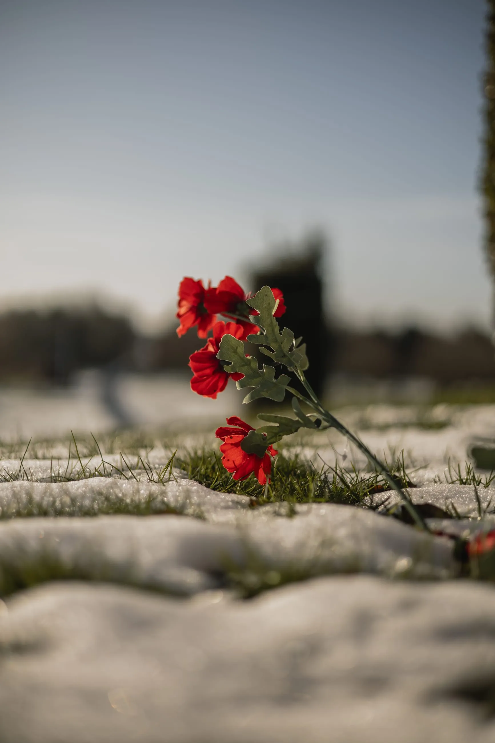 Red carnations laid on melting snow