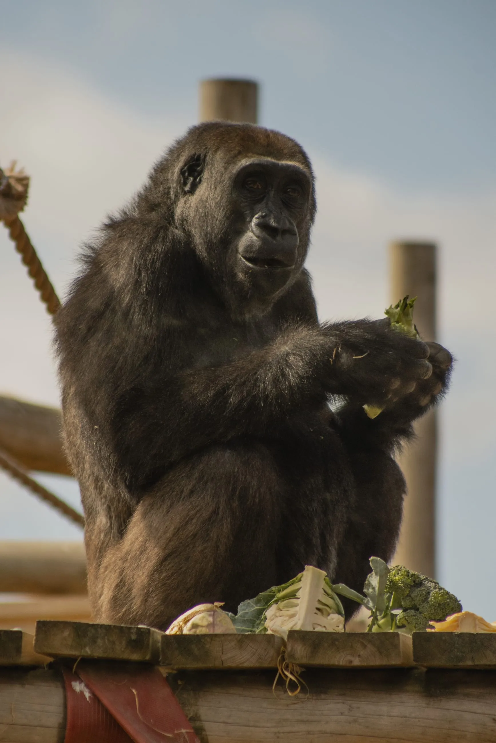 Gorilla eating greens on a wooden platform