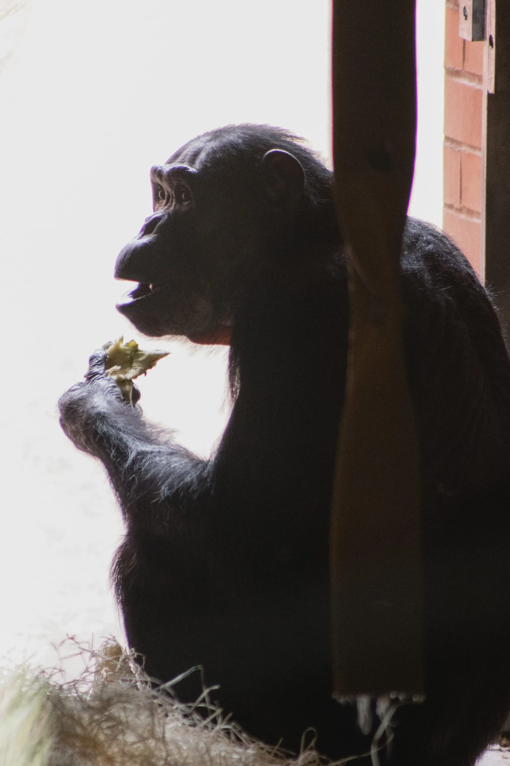 Backlit chimpanzee silhouette eating against white light